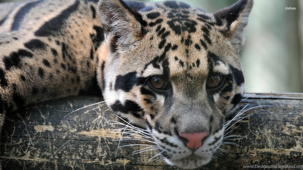 Sad Clouded Leopard Furthermore Clouded Leopard Flickr Photo ...