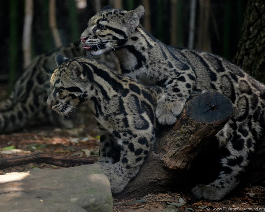 Picture Of Clouded Leopard On Animal Picture Society