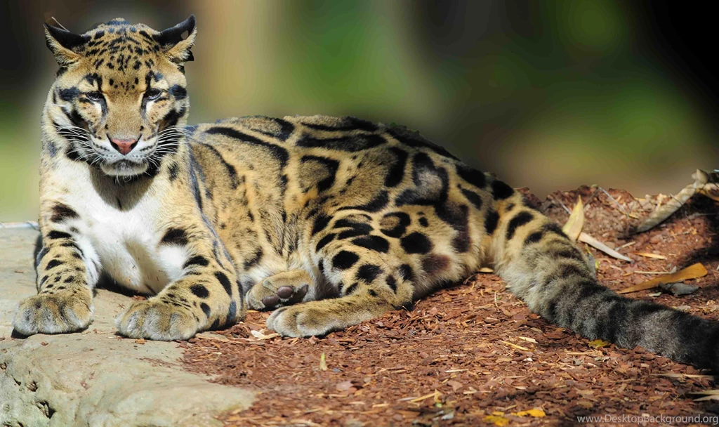 Download 22 Clouded Leopard Wallpapers