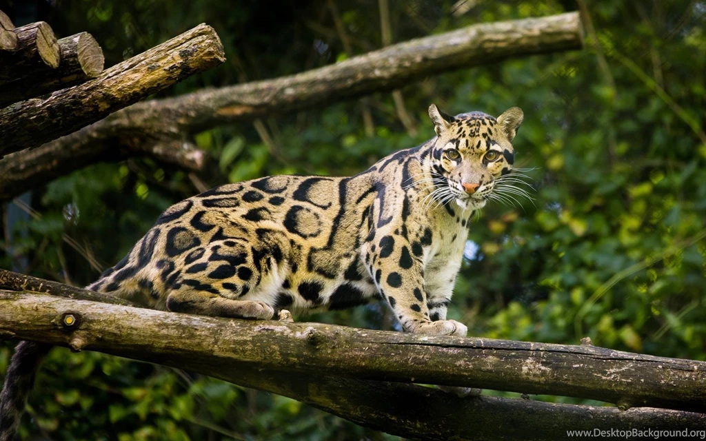He Just Wants His Turn On The Toy. : AnimalsBeingJerks