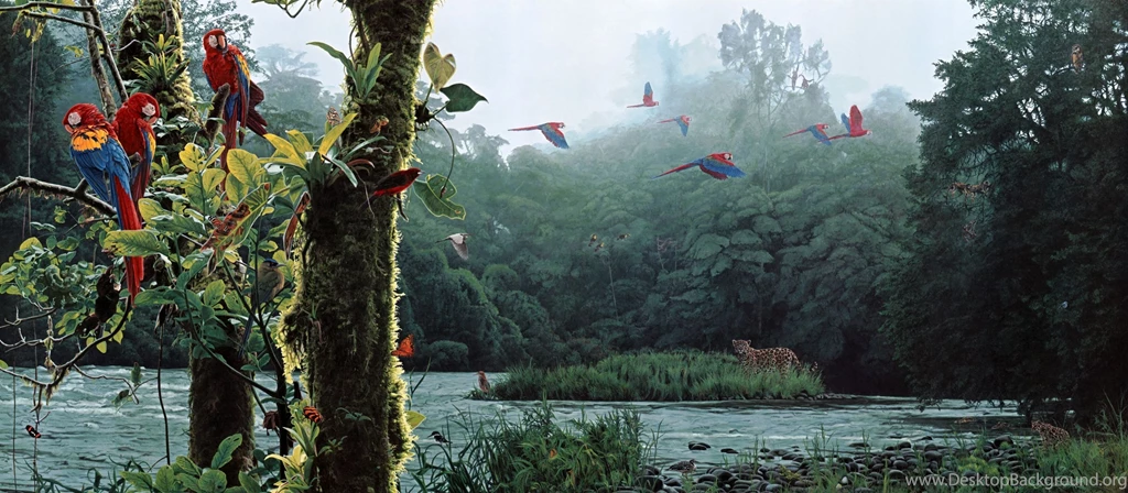 Rain Forest Rendezvous By Rod Frederick   Desktop Wallpapers