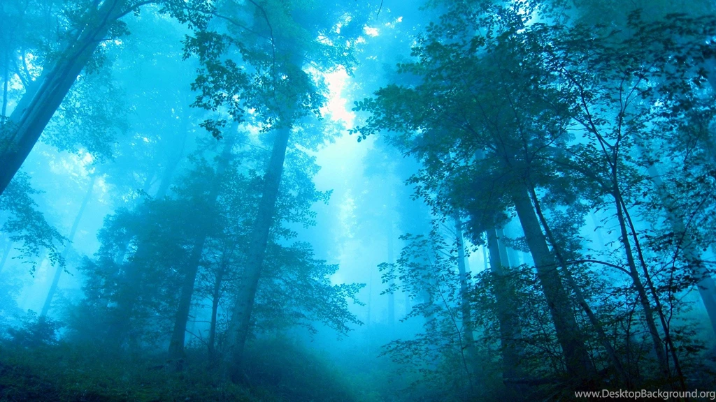 Wallpapers Rainy Forest X 1920x1080