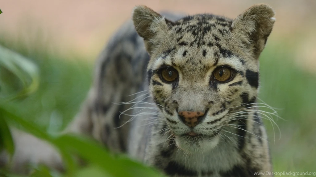 Download Wallpapers 3840x2160 Clouded Leopard, Face, Spotted ...