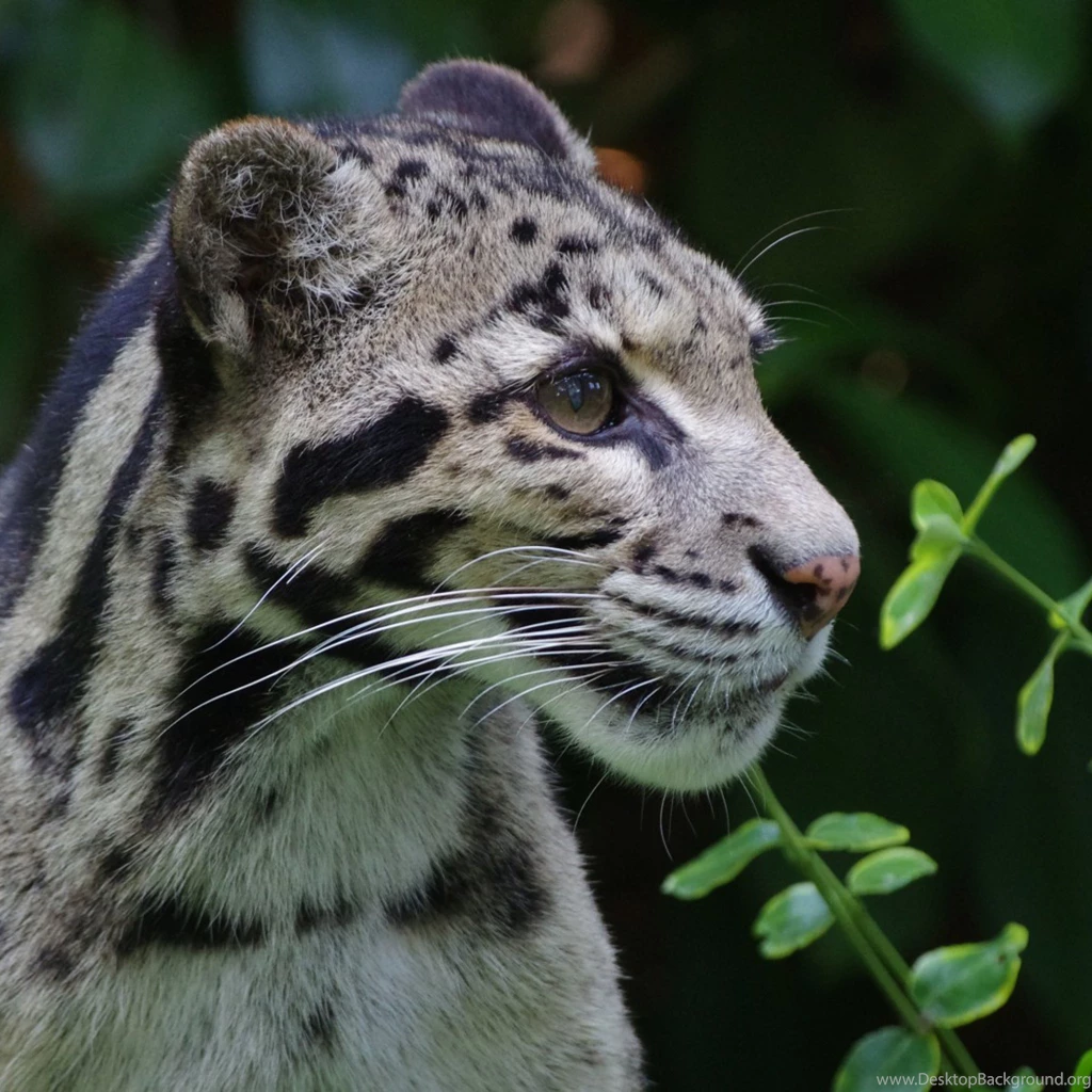 Download Wallpapers 2048x2048 Clouded Leopard, Wild Cat, Predator ...