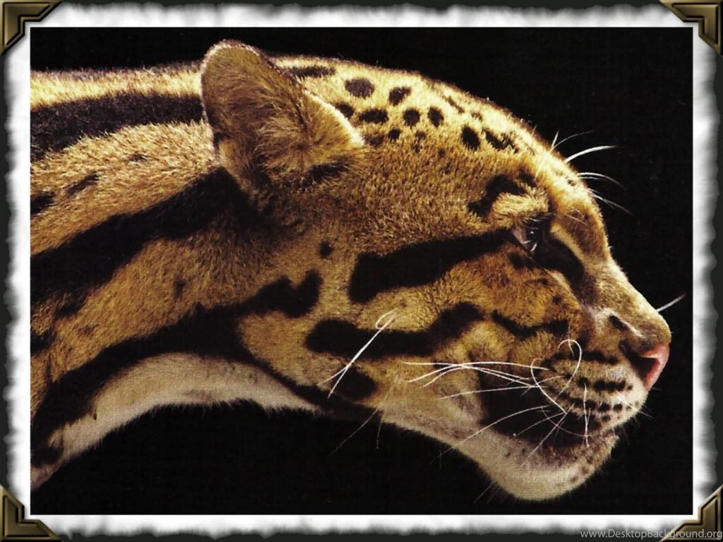 NEOFELIS NEBULOSA CLOUDED LEOPARD WALLPAPER   (