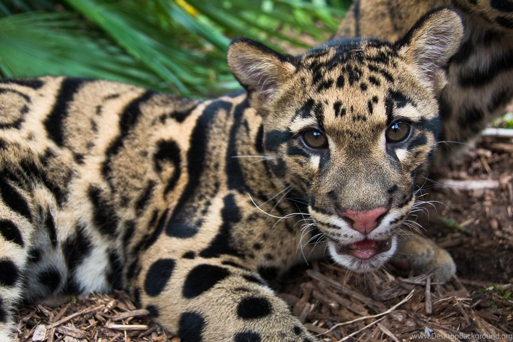 Clouded Leopard 3008x2000px