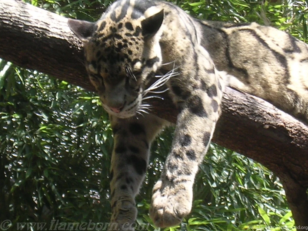 Clouded Leopard Pictures   Wallpapers HD Hi5   Page 4 Of 4