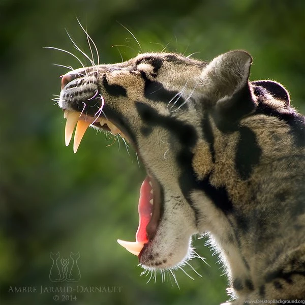 Clouded Leopard Yawning By Darkcalypso On DeviantArt