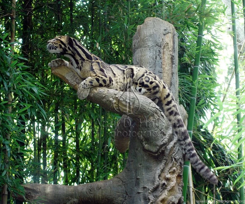 Clouded Leopard Black And White By Bisanti On DeviantArt