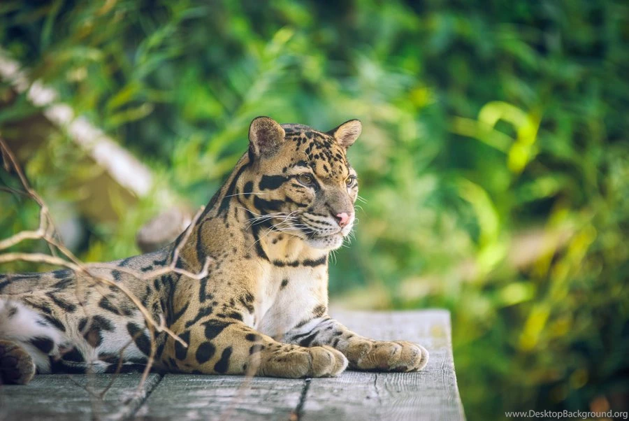 Clouded Leopard Yawning By Darkcalypso On DeviantArt