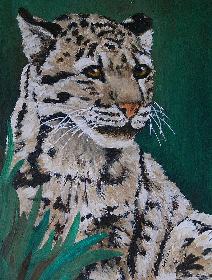 Bornean Clouded Leopard Wallpapers