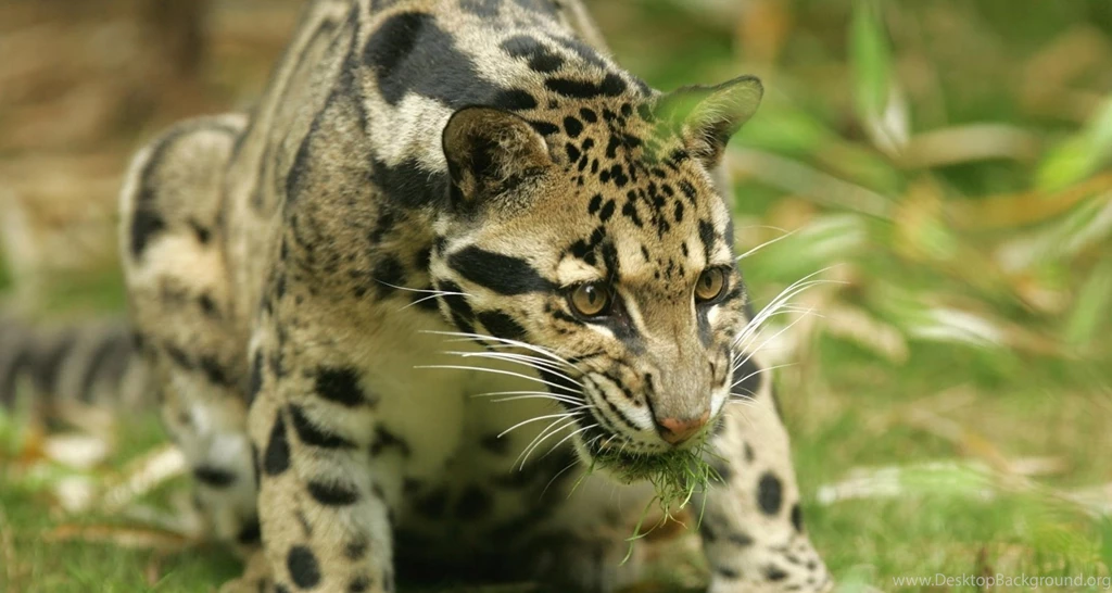 Displaying Clouded Leopard Images On Animal Picture Society