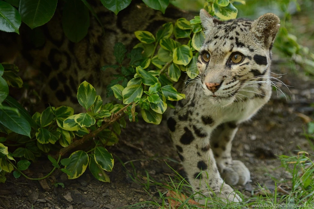 Clouded Leopard   (