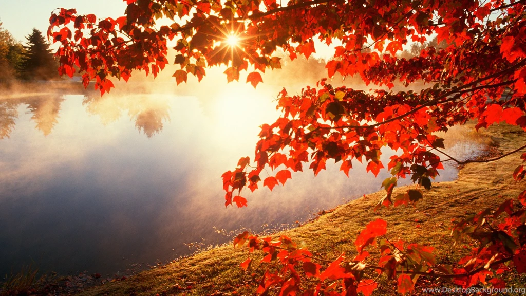 Fall HD Wallpapers Fog Image Sun Picture
