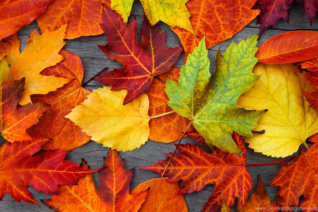 Other: Autumn Leaves Colorful Wood Fall Wallpapers HD For High ...