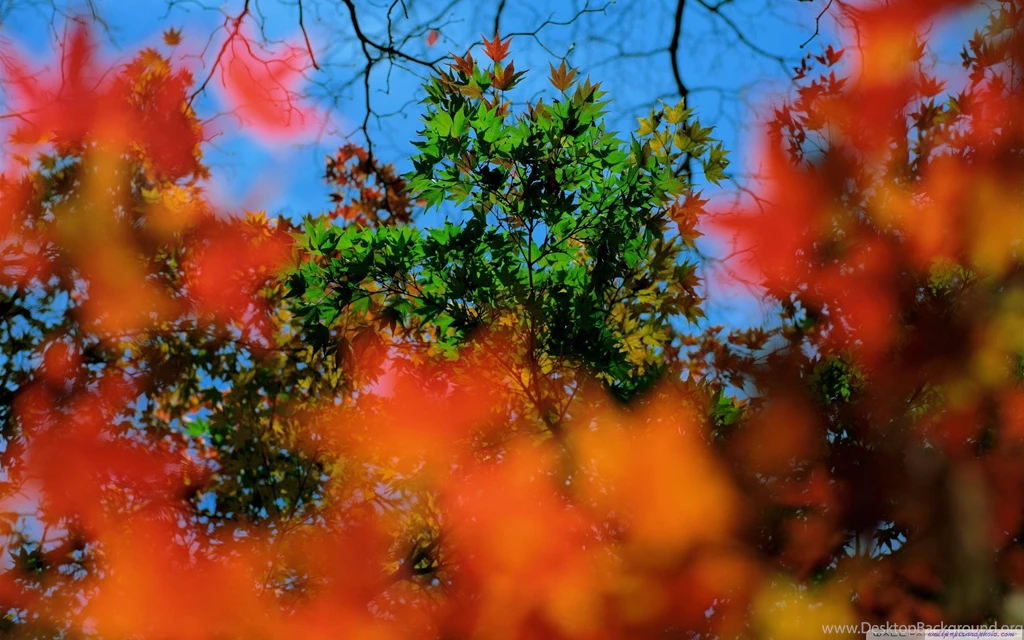 Fall Frenzy HD 16:9 16:10 Desktop Wallpaper: Widescreen ...
