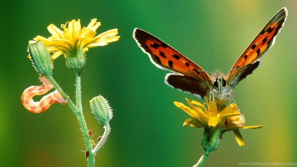 High Resolution Butterflies 1080p Wallpapers Full Size ...
