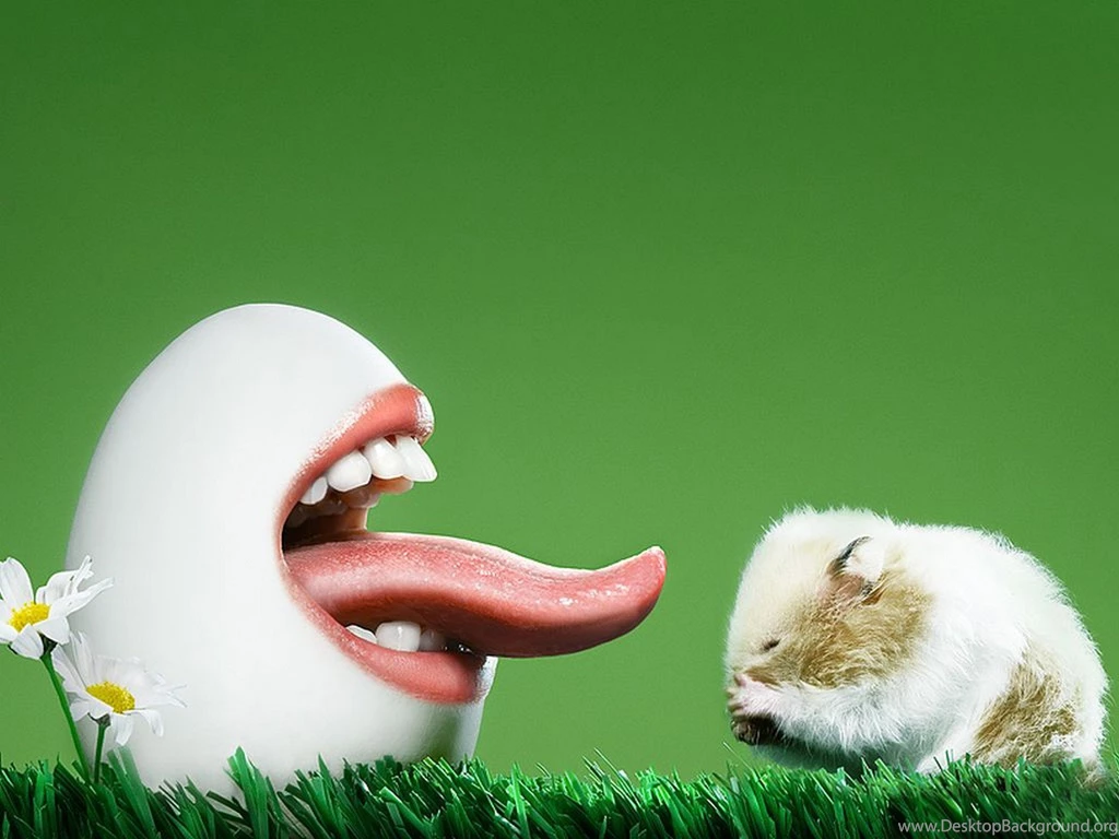 Free Download Wallpapers HD : Fantastic Funny High Resolution Hd ...