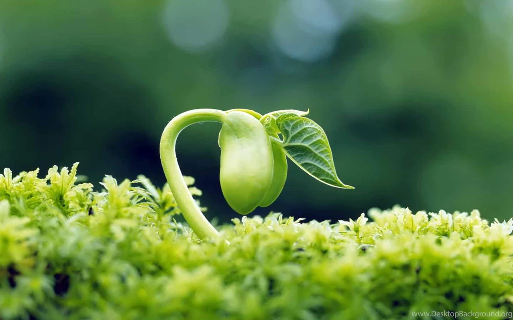 Free Widescreen Wallpapers Download Wallpapers Zone