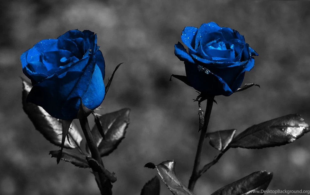 Blue Rose Wallpapers HD