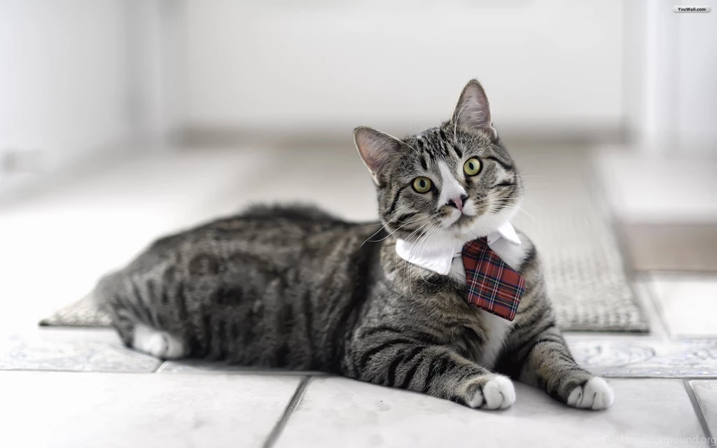 YouWall Formal Cat Wallpapers Wallpaper,wallpapers,free ...