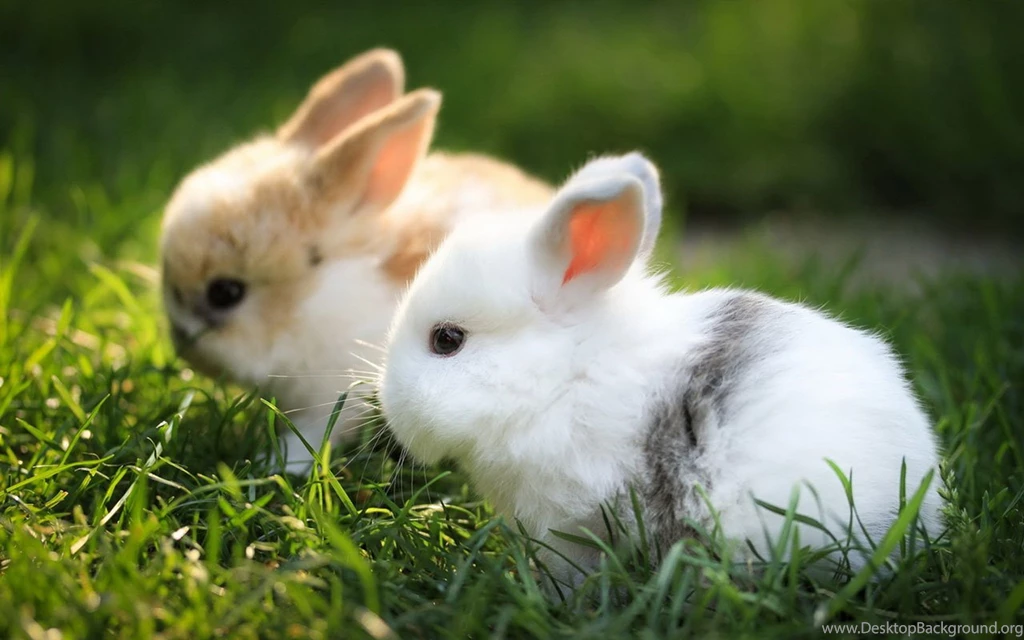 Obediently White Rabbit HD Wallpapers 5 － Animal Wallpapers   Free ...
