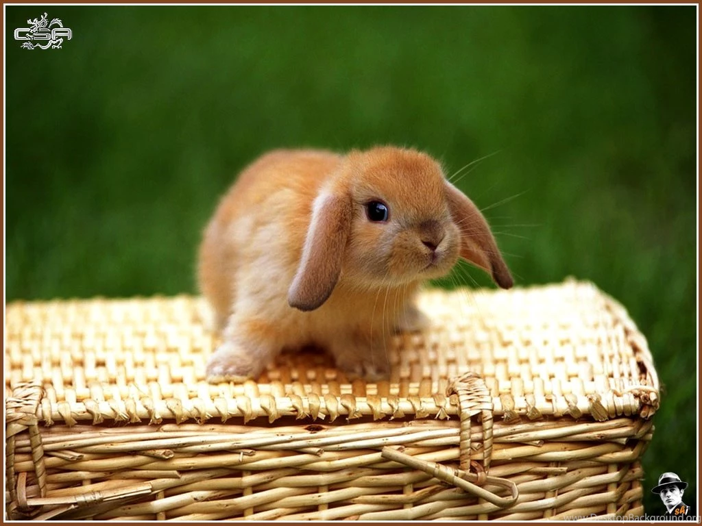 1024x768 Rabbit 2 Desktop PC And Mac Wallpapers