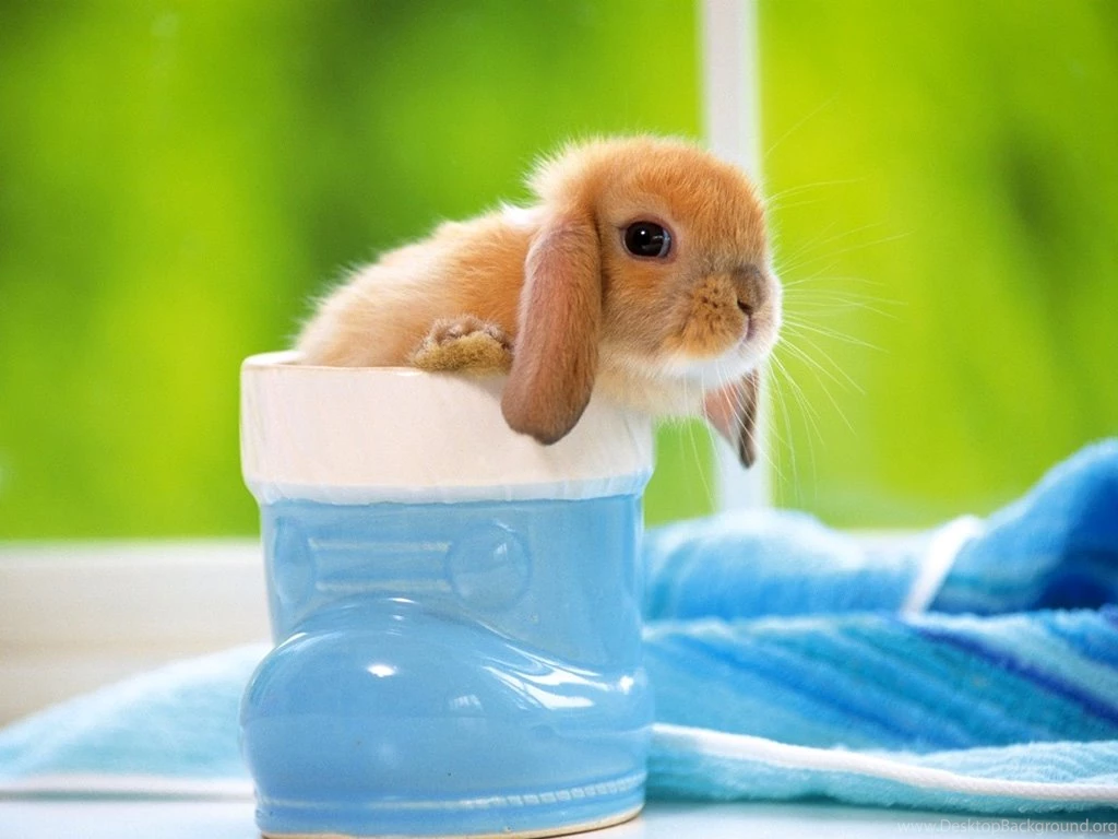 New blog pics: Bunny Wallpapers Free