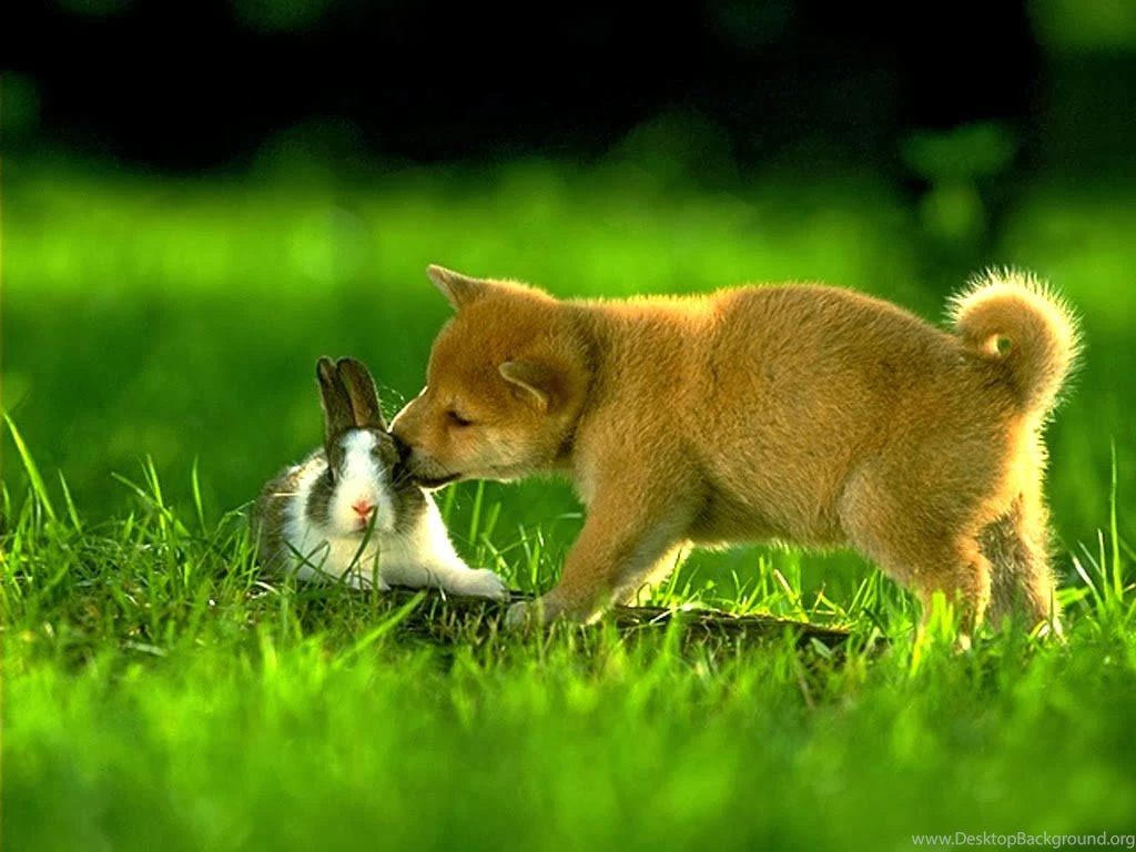 Cute Bunnies Rabbit Desktop Amazing Wallpapers   Zibrato