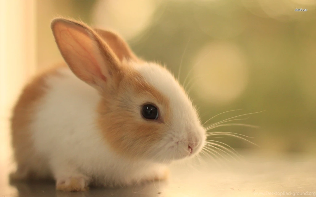 Cute Bunny Pictures Wallpapers