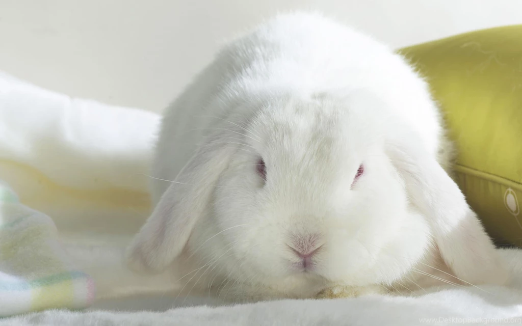 Desktop Wallpapers · Gallery · Animals · White Bunny