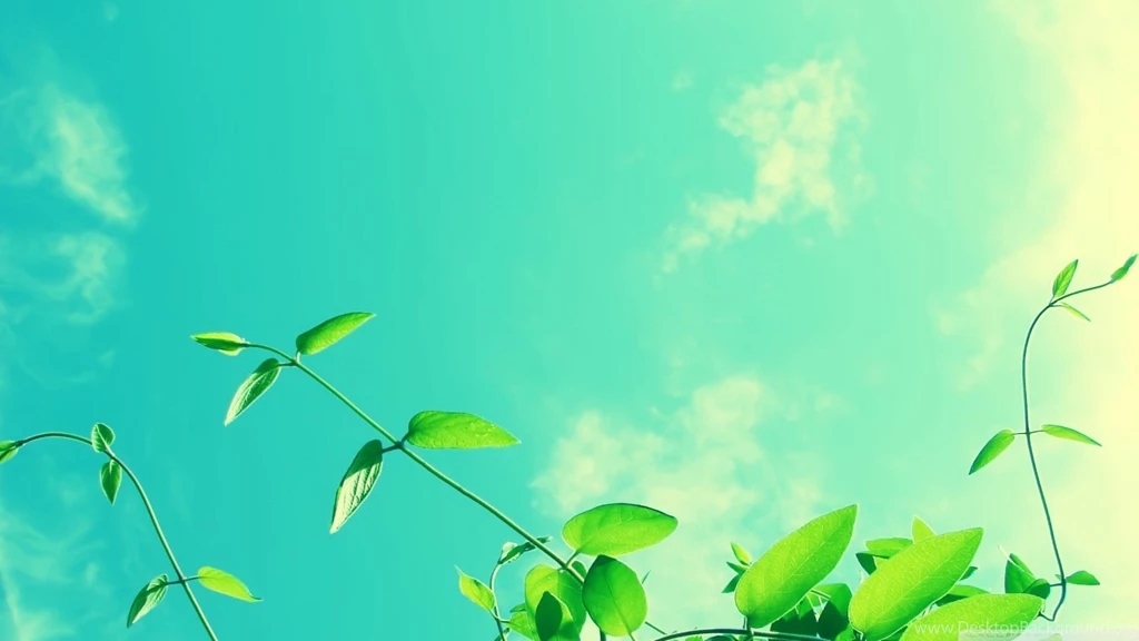 Vines And Sunny Sky HD Desktop Wallpapers : High Definition ...