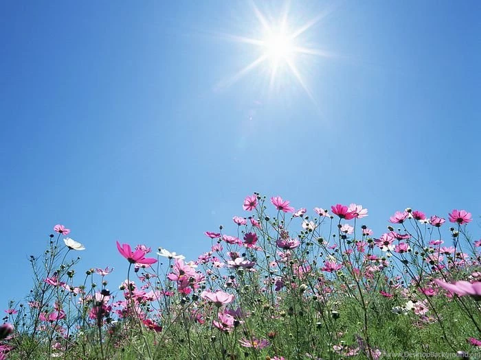 Cosmos Flowers In Sunny Sky 7 Wallcoo.net