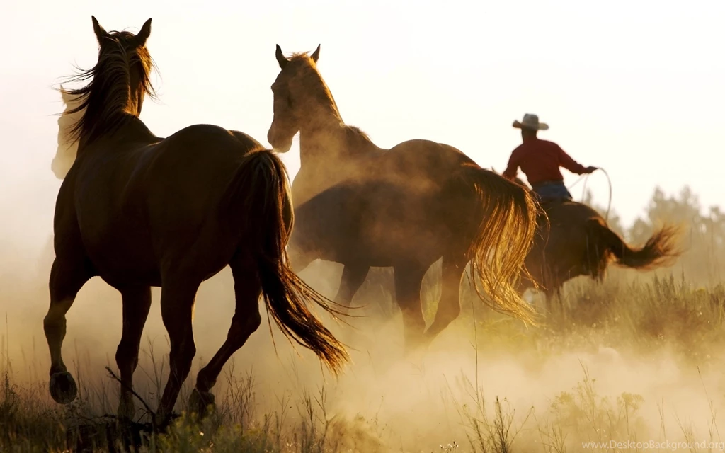 Horses Wallpapers 2