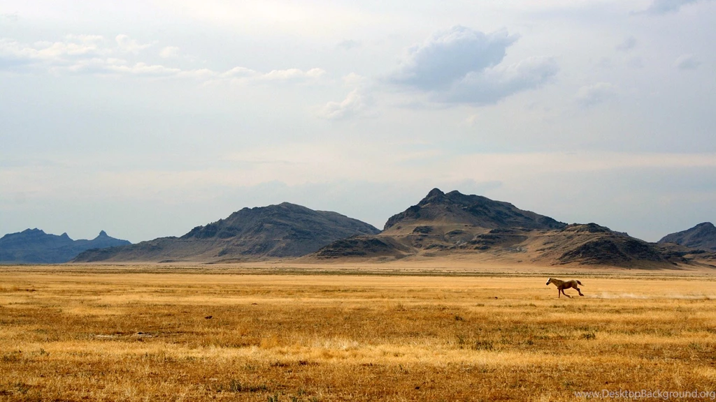 Running Wild Horse Photography Wallpapers