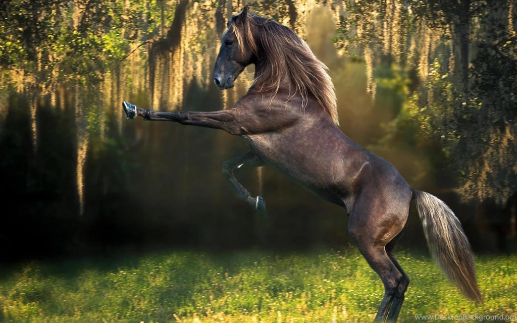 Wild Horses Wallpapers ImgMob