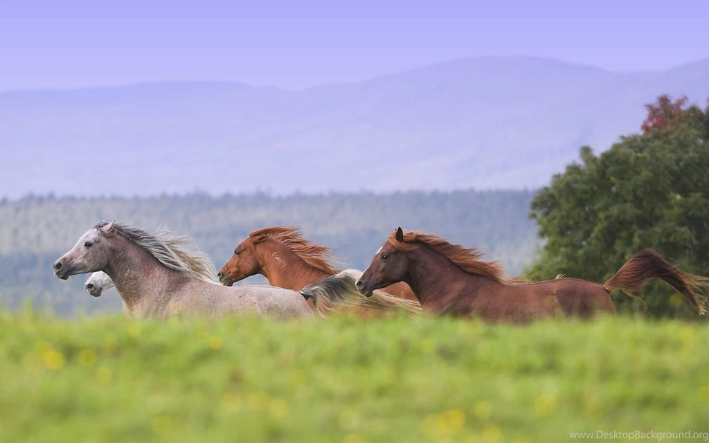 Wild Horses Wallpapers ImgMob
