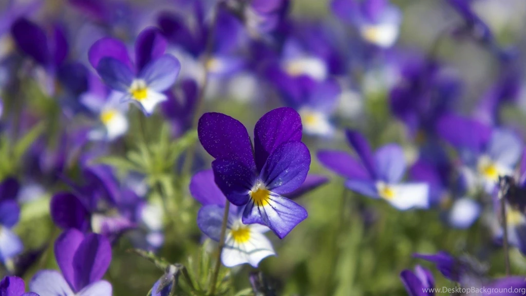 Violets HD Desktop Wallpapers : Widescreen : High Definition ...
