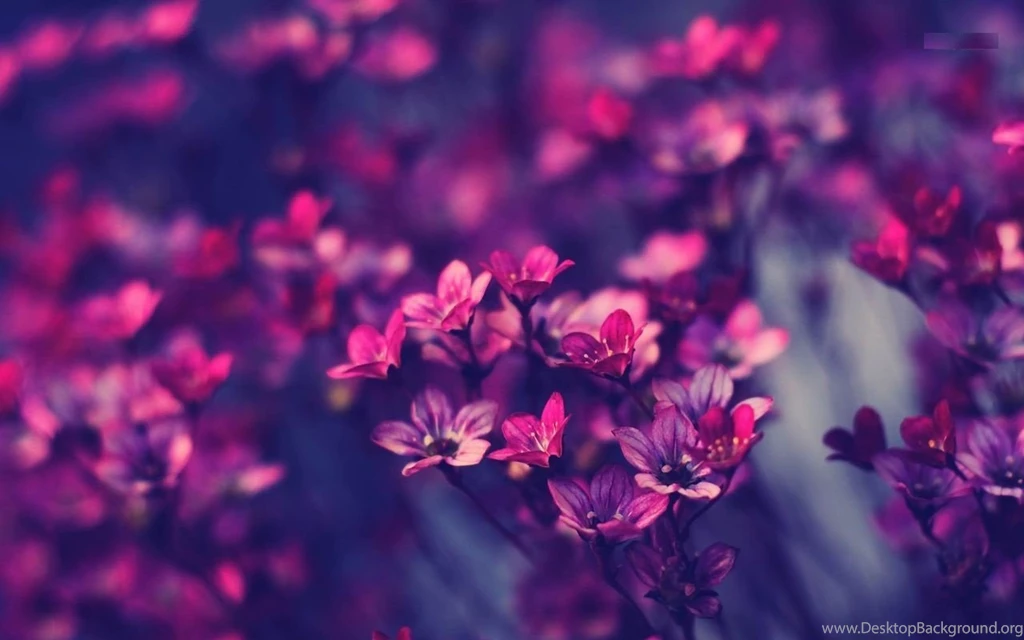 Violet Flowers Wallpapers HD Pictures