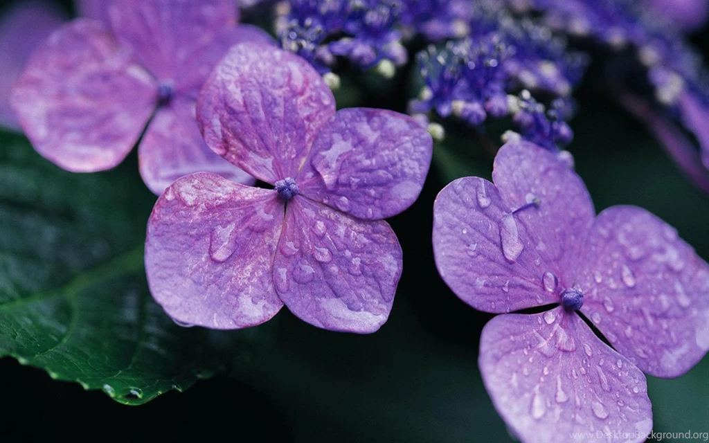 The Mysterious Violet HD Wallpapers - Flower Wallpapers Free ...