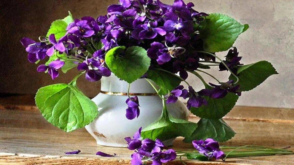 VIOLETS WALLPAPER   (