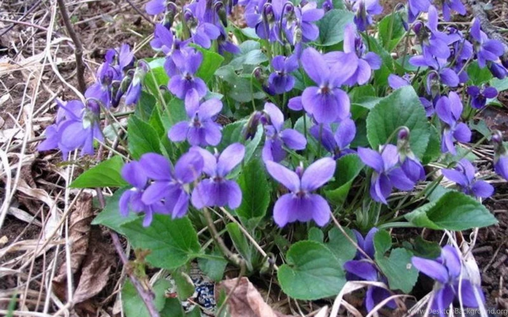 VIOLETS WALLPAPER   (