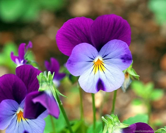 Beautiful Pansy Violets Wallpapers < FileIndex>   Wallcoo.net