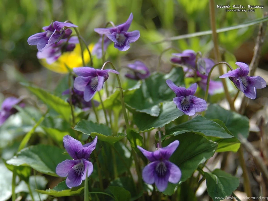 Tb_violets_mecsek_hungary.jpg
