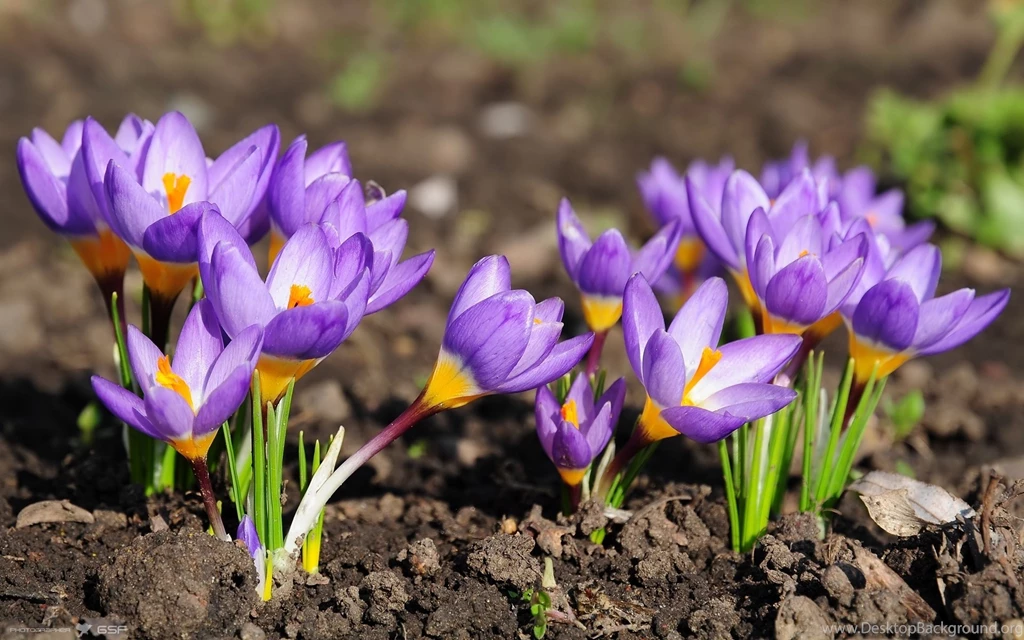 Violets Flowers Nature Soil Growth Blossoms Under The Sun Garden ...