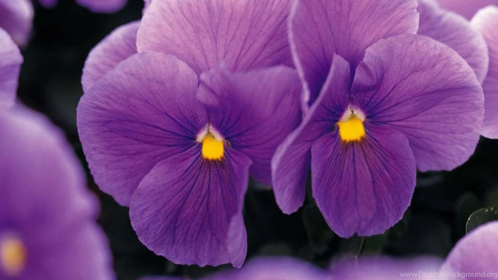 PURPLE VIOLETS WALLPAPER   (