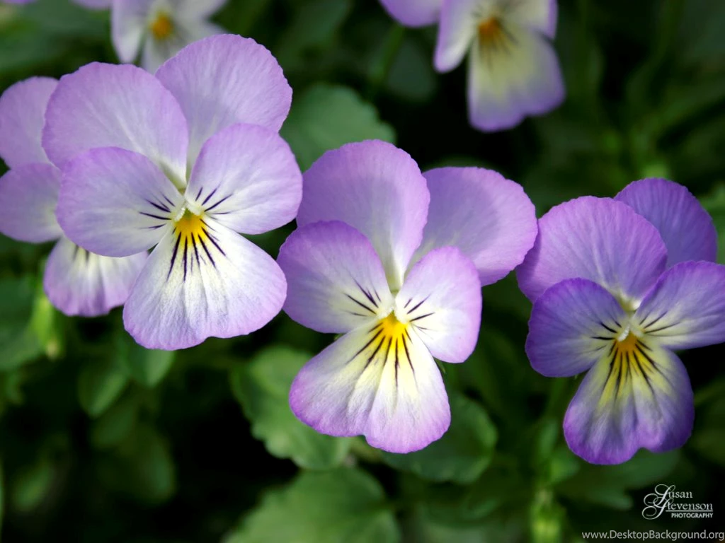 Living In Alaska   May 2007