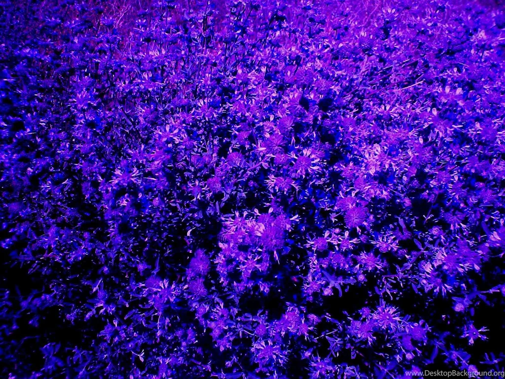Violet Flower Wallpapers   Wallpapers HD Fine