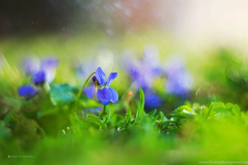 Flowers: Flourishing Violets Forest Leaves Cool Wallpapers For ...