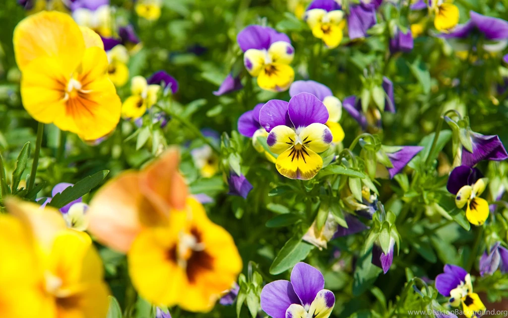 Beautiful Spring Viola (violets, Pansies) In The Park Wallpapers ...